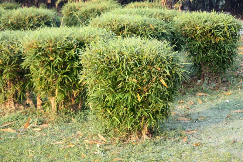 Bamboo Trimming in Ventura County, CA