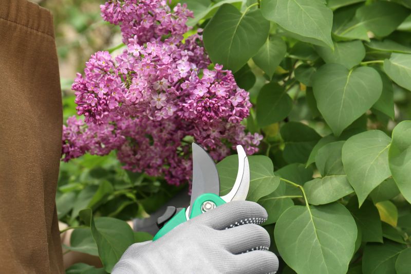 Hydrangea Pruning in Honolulu, HI