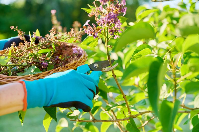 Landscape Pruning Service in Honolulu, HI