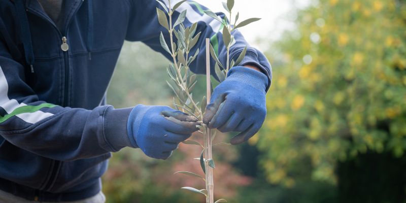 Oak Tree Planting in Honolulu, HI
