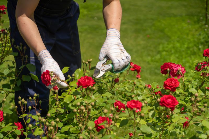 Rose Bush Pruning in Honolulu, HI
