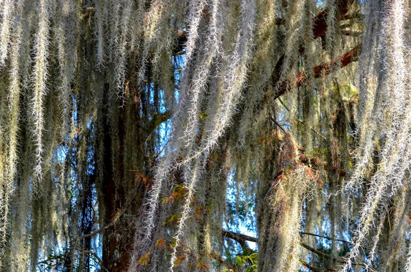 Spanish Moss Treatment in Reno, NV