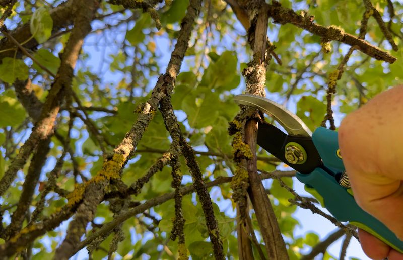 Arborist Pruning in Reno, NV