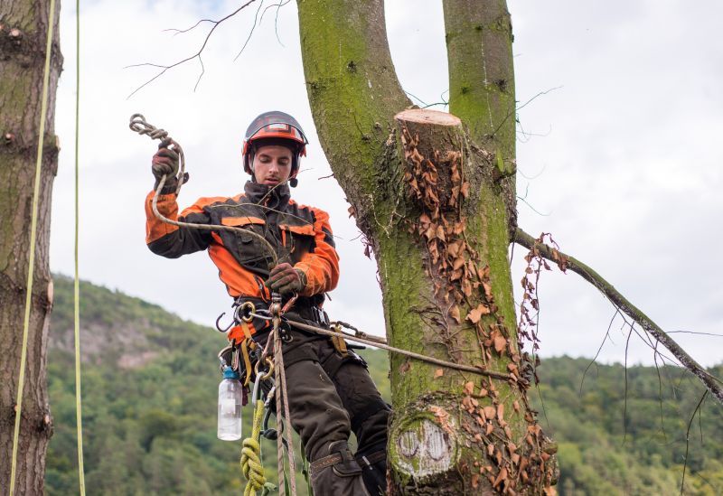 Arborist Spraying in Reno, NV