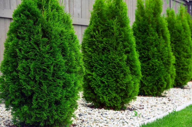 Arborvitae Pruning in Honolulu, HI