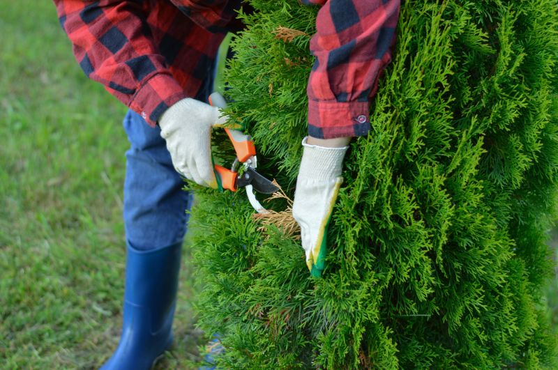 Arborvitae Pruning in Ventura County, CA