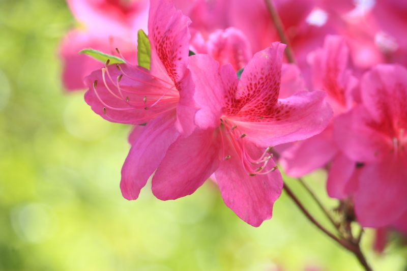 Azalea Pruning in Ventura County, CA