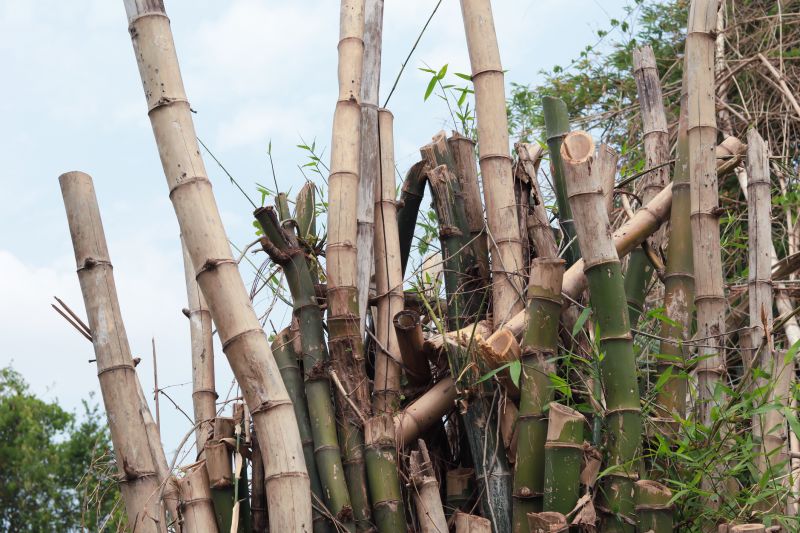 Bamboo Trimming in Ventura County, CA