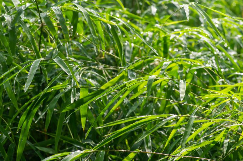 Bamboo Trimming in Ventura County, CA