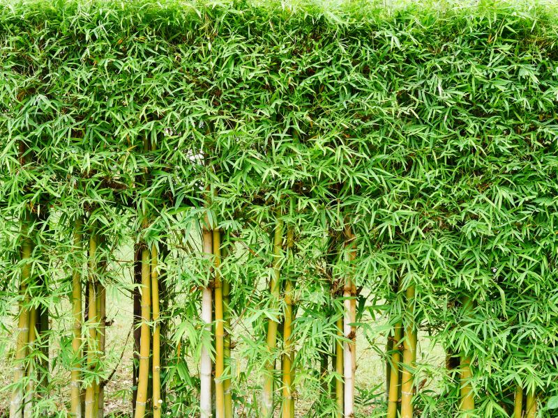 Bamboo Trimming in Honolulu, HI