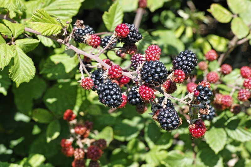 Blackberry Bush Removal in Ventura County, CA