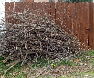 Brush Cleanup Service in Honolulu, HI