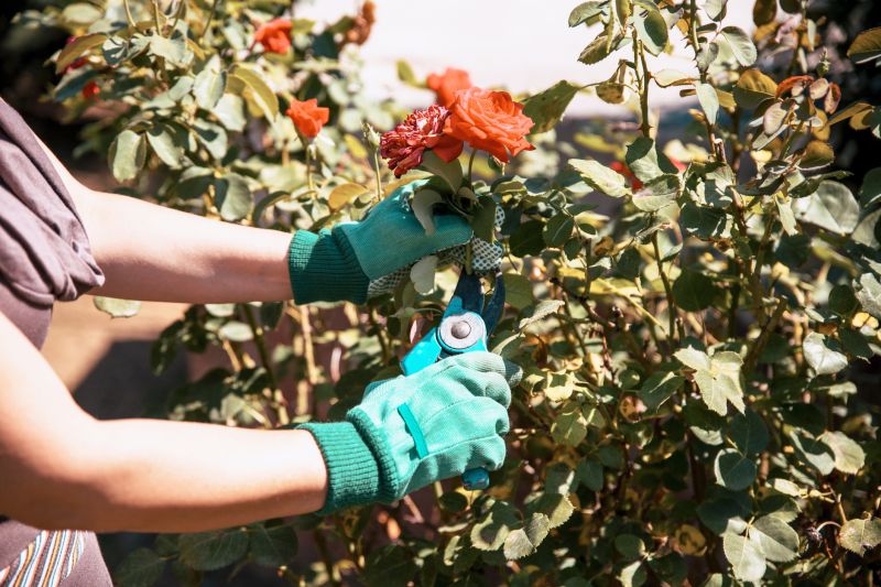 Bush Pruning in Honolulu, HI