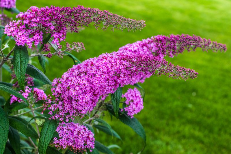 Butterfly Bush Pruning in Honolulu, HI