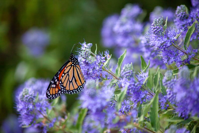 Butterfly Bush Pruning in Honolulu, HI