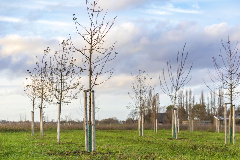 Dogwood Tree Planting in Ventura County, CA