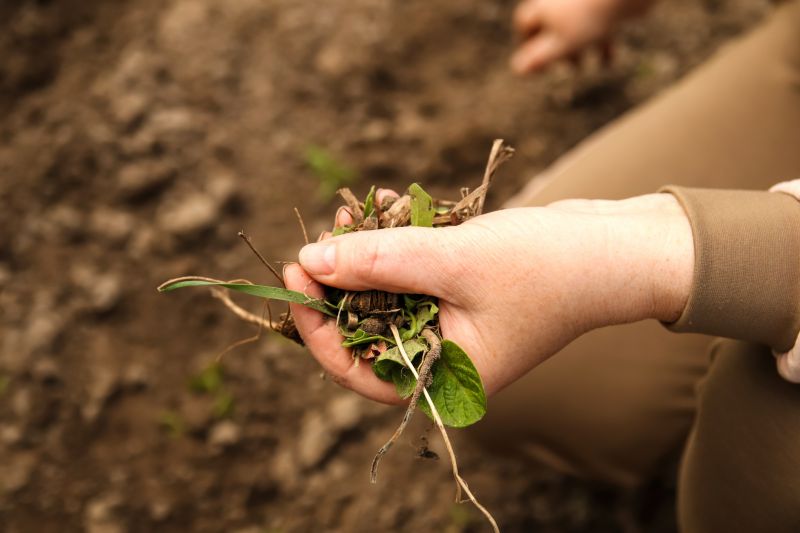 Flower Bed Weeding Service in Aiken, SC