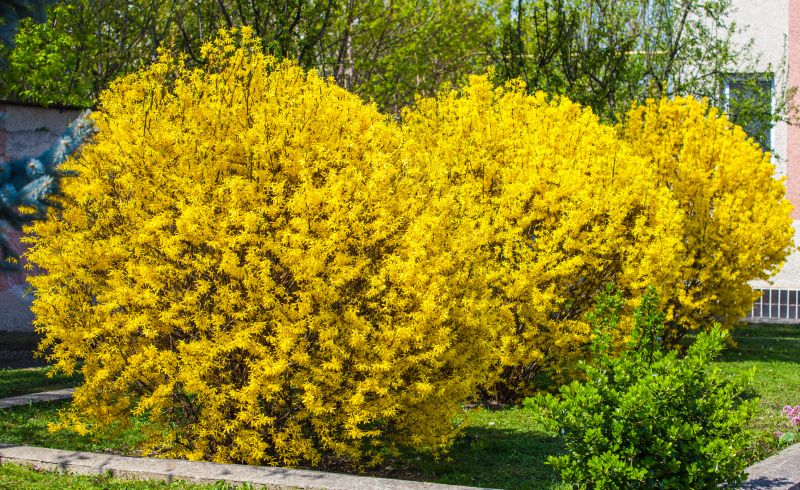 Forsythia Pruning in Honolulu, HI