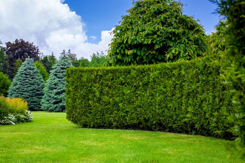 Hedge Installation in Ventura County, CA