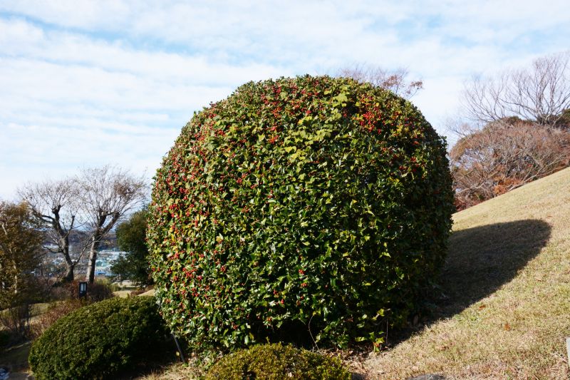 Holly Bushes Trimming in Honolulu, HI