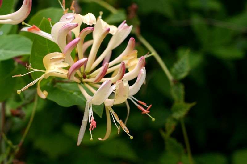 Honeysuckle Trimming in Honolulu, HI