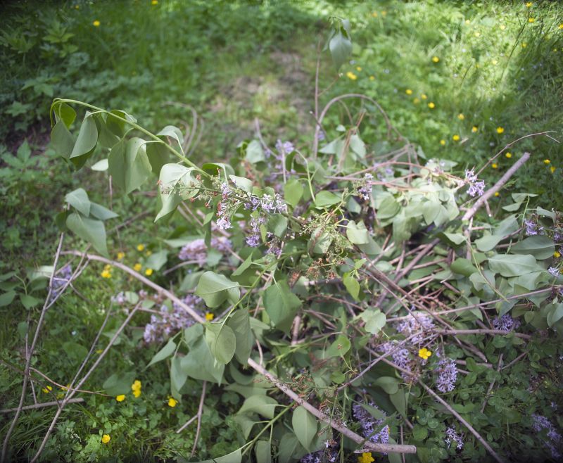 Lilac Trimming Service in Honolulu, HI