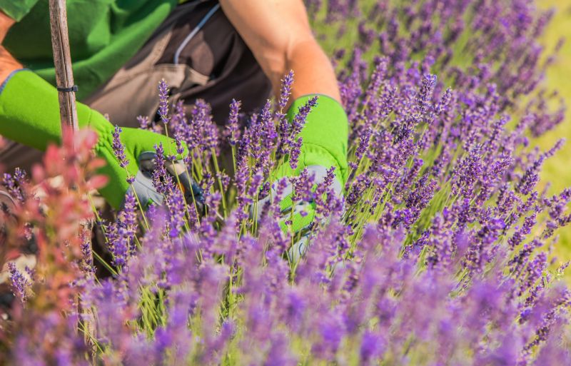 Lilac Trimming Service in Honolulu, HI