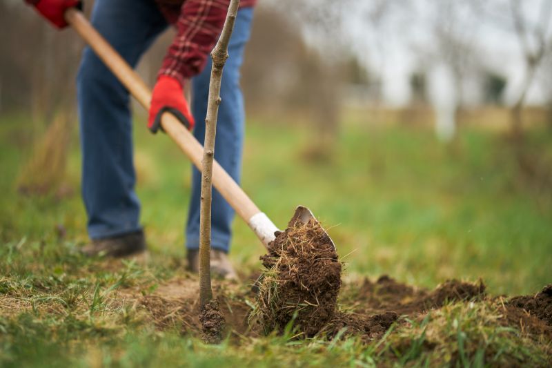 Maple Tree Planting in Honolulu, HI