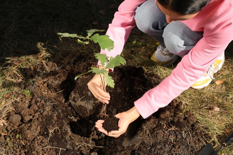 Oak Tree Planting in Honolulu, HI