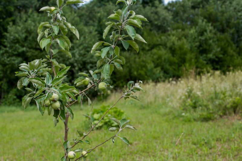 Orchard Planting in Honolulu, HI
