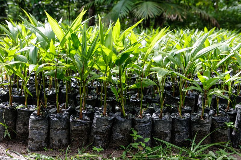 Palm Tree Planting in Ventura County, CA