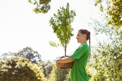 Pine Tree Planting in Ventura County, CA