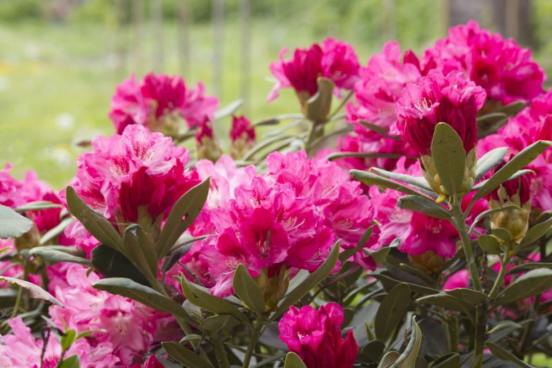 Rhododendron Pruning in Honolulu, HI