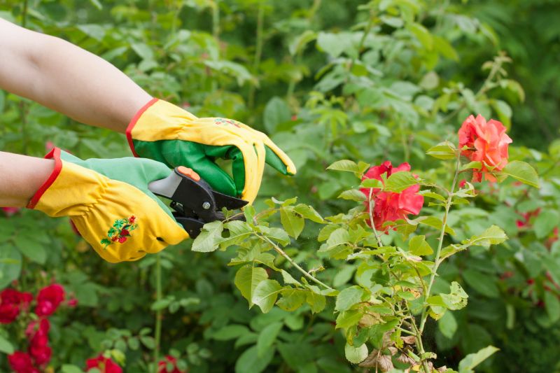 Rose Bush Pruning in Honolulu, HI