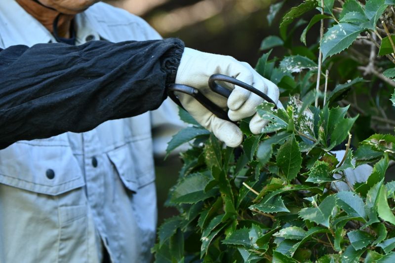 Shrub Pruning in Honolulu, HI