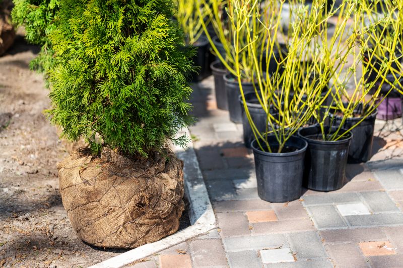 Shrub Replacement in Honolulu, HI