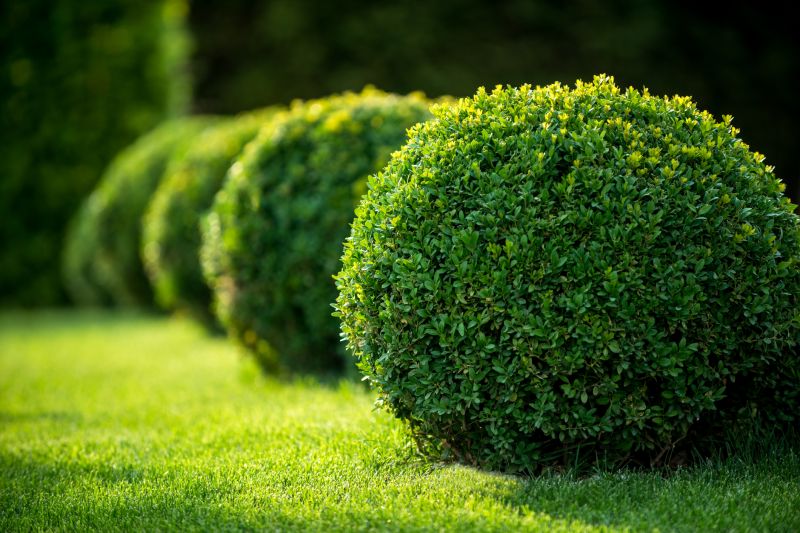 Shrub Shaping in Honolulu, HI