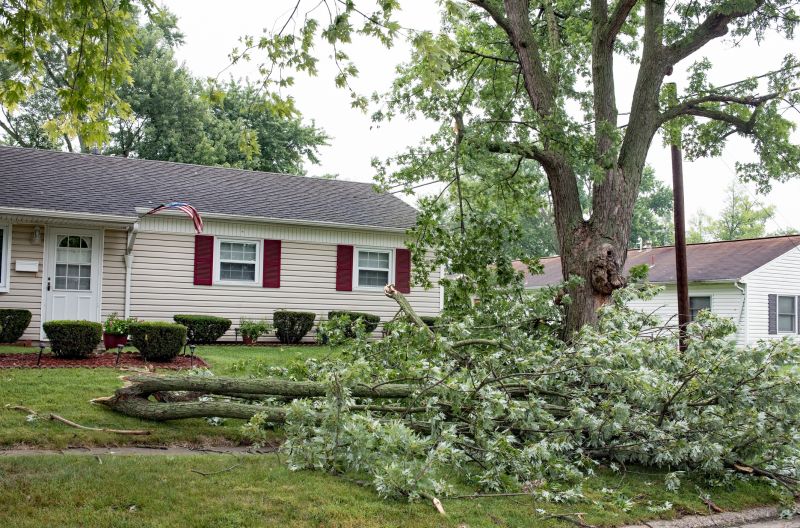 Tree Branch Disposal in Ventura County, CA
