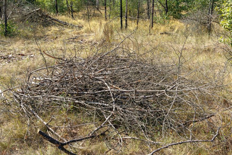 Tree Debris Removal in Ventura County, CA