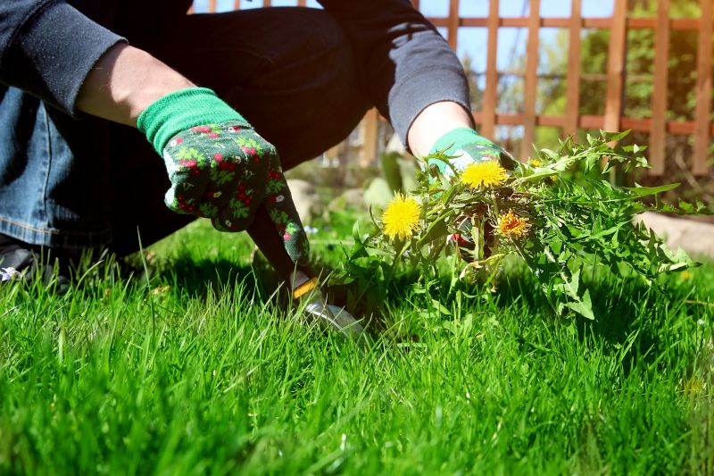 Weeding Service in Honolulu, HI