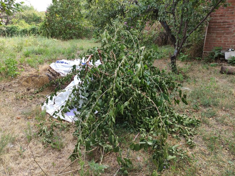 Yard Debris Removal in Honolulu, HI